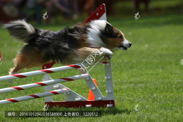 喜樂蒂牧羊犬做狗的敏捷性