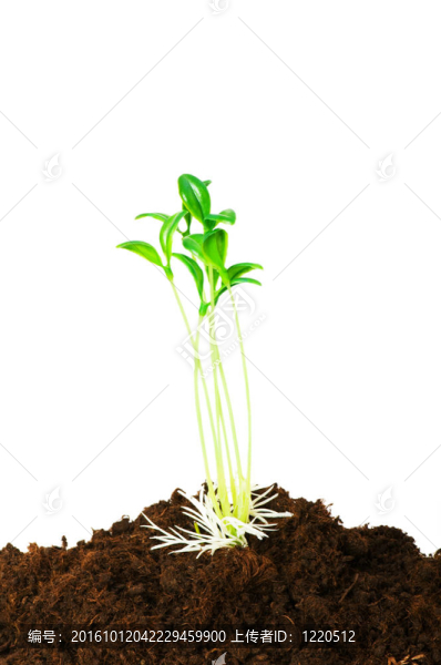 苗木說明新生活的概念
