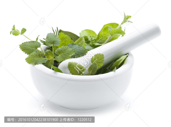 草本植物