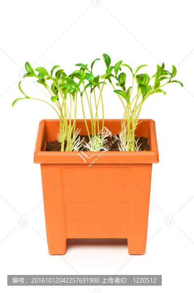 在粘土盆栽綠化苗木