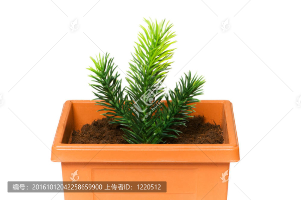 在粘土盆栽綠化苗木