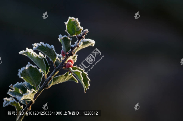 冬青和霜凍的文本背景