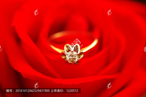 紅玫瑰上有鉆石的結(jié)婚戒指