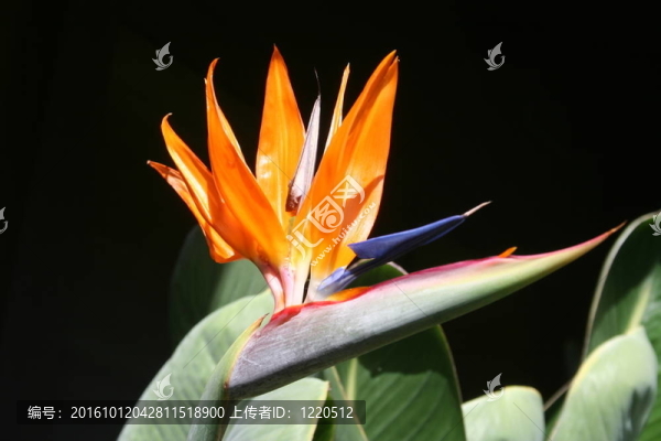 天堂之鳥