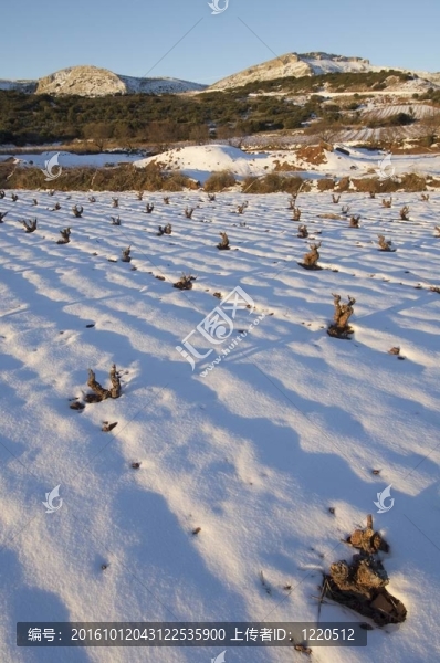 雪白的葡萄園