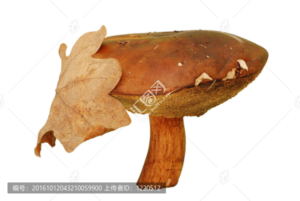 蘑菇