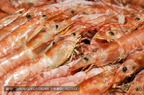 對(duì)蝦