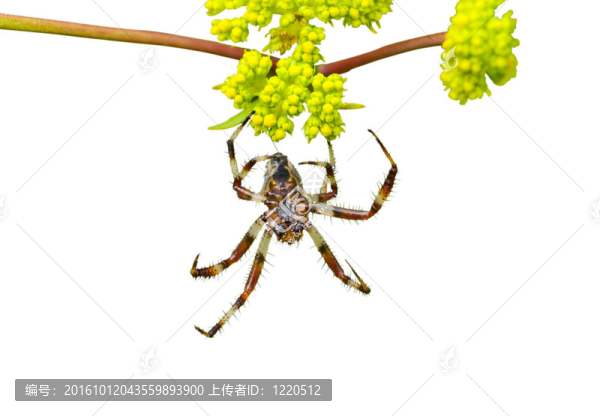 蜘蛛花1