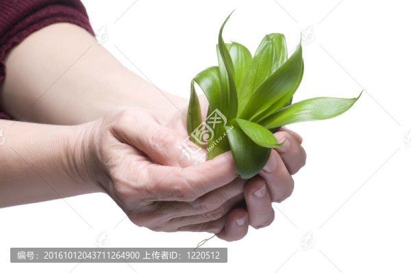 植物在手