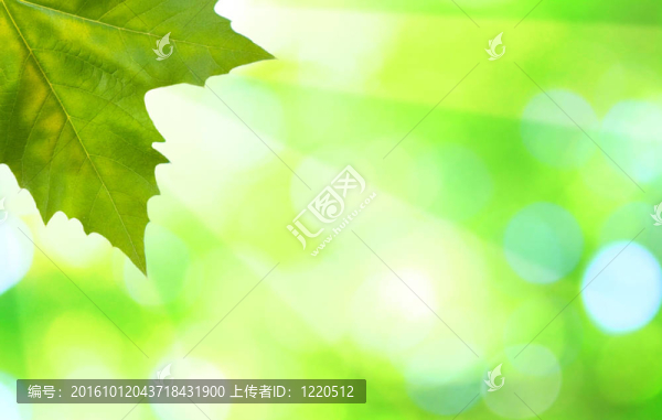 美麗的綠葉與綠色背景的春天