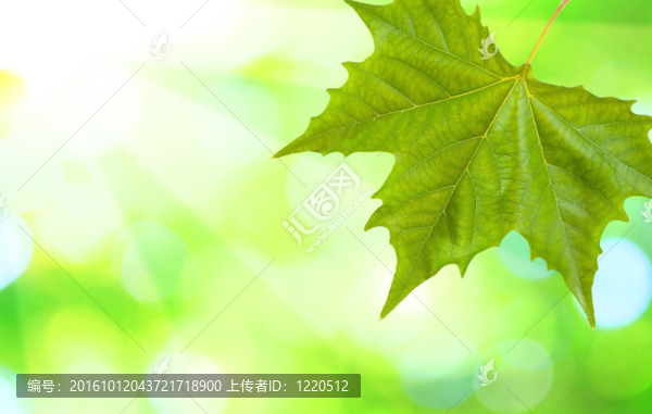 美麗的綠葉與綠色背景的春天