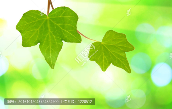 美麗的綠葉與綠色背景的春天