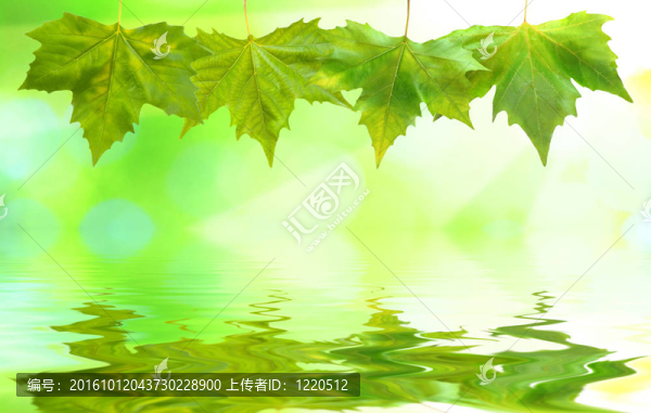 美麗的綠葉與綠色背景的春天