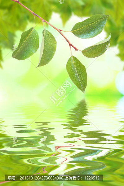 美麗的綠葉與綠色背景的春天