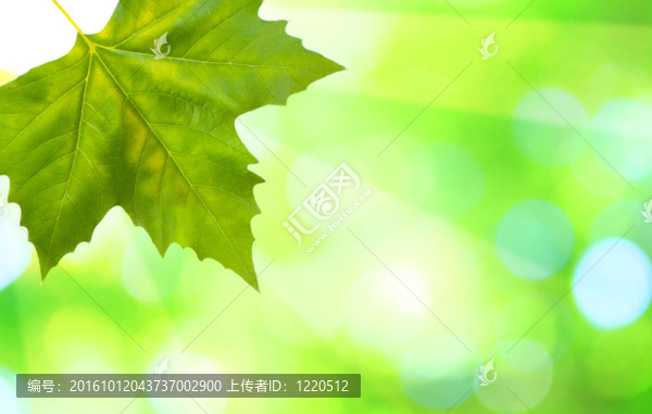 美麗的綠葉與綠色背景的春天