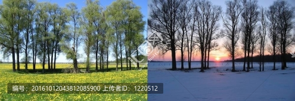 兩種觀點(diǎn)：田野里的樹木
