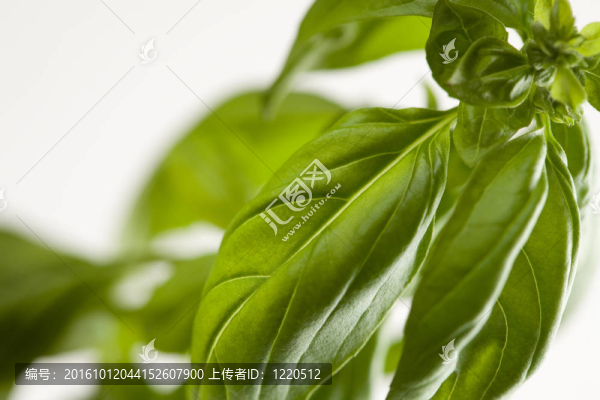 新鮮羅勒葉和發(fā)芽的摘要