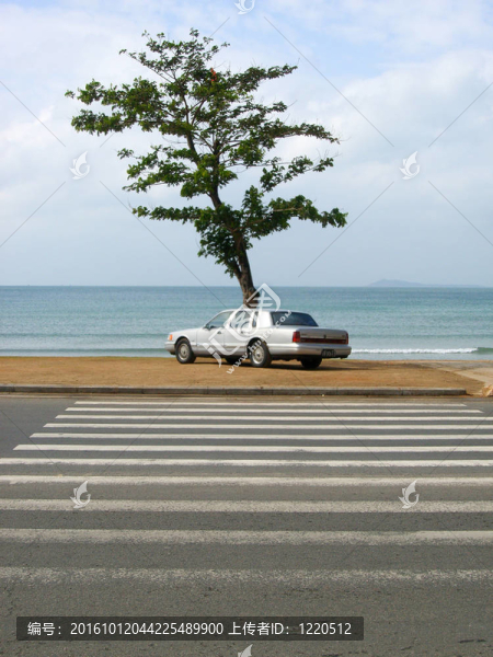 海邊的樹和車