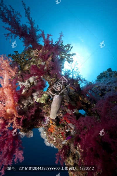 海洋；珊瑚和魚