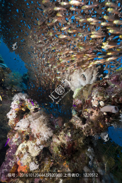 海洋；珊瑚和魚