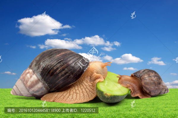 兩只棕色的蝸牛