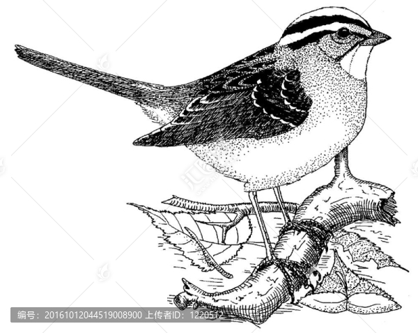 白喉Sparrow