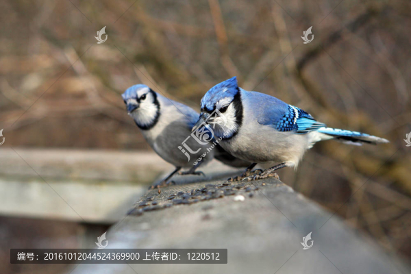 藍鳥