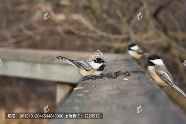 黑頂山雀