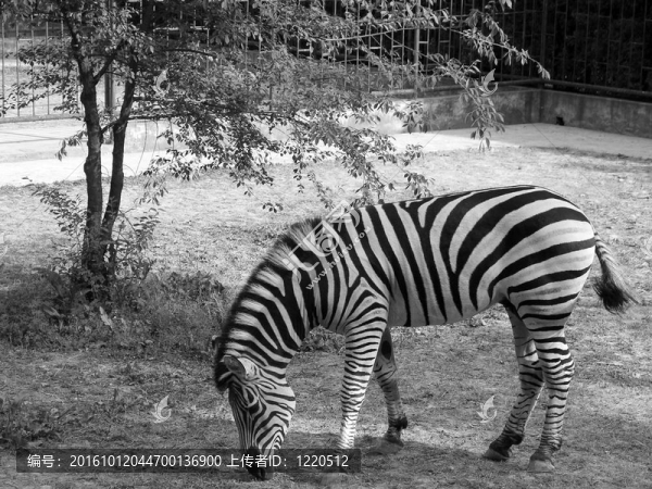 斑馬在動(dòng)物園