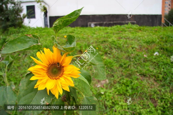 向日葵和蜜蜂