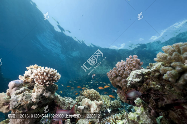 海洋；珊瑚和魚
