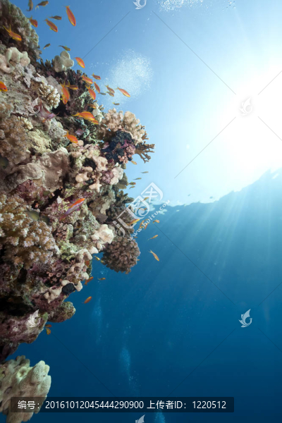 海洋；珊瑚和魚