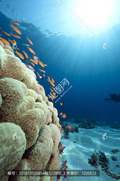 海洋；珊瑚和魚