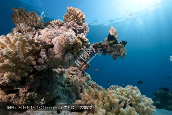 海洋；珊瑚和魚