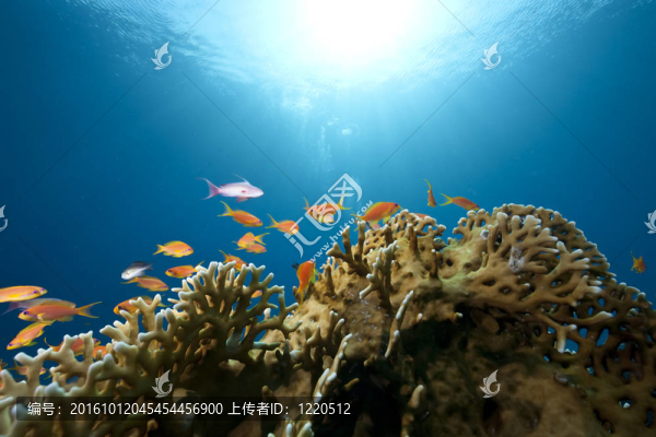 海洋；珊瑚和魚