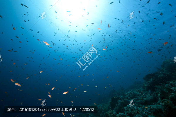 海洋；珊瑚和魚
