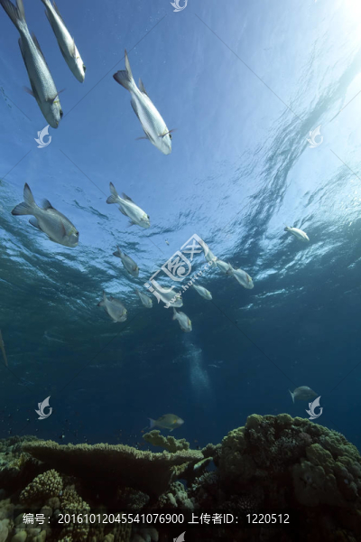海洋；珊瑚和魚