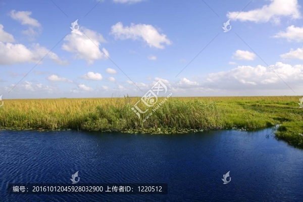 佛羅里達(dá)州沼澤濕地的綠色植物的地平線的藍(lán)天；自然