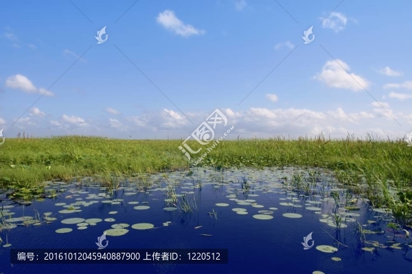 佛羅里達(dá)州沼澤濕地的綠色植物的地平線的藍(lán)天；自然