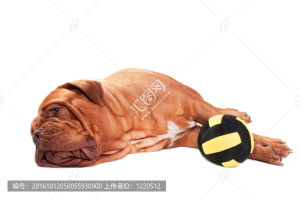 狗厭倦了玩