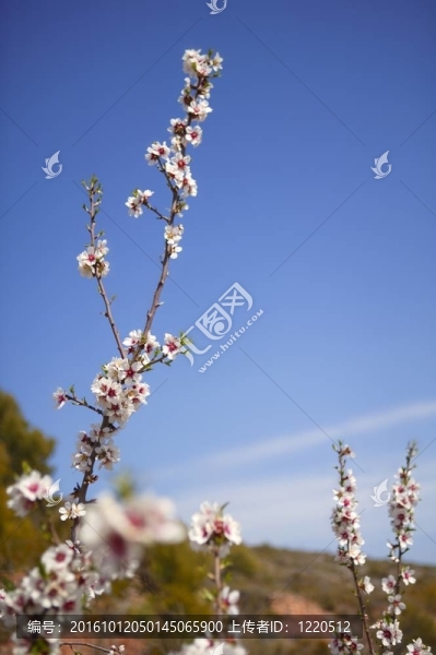 杏樹花田粉紅白花