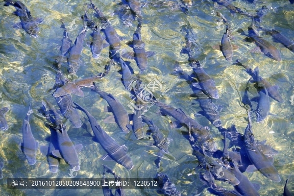 在一個擁擠的觸須灘河面魚