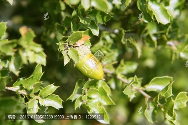 在森林的橡樹果綠色水果；野生動物