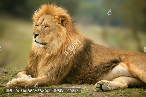 美麗的獅子野生動物肖像