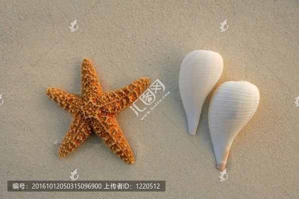 加勒比海灘沙灘海星和貝殼