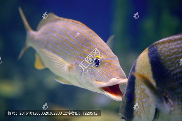 金線仿石鱸的熱帶魚在試圖咬另一條魚；性質
