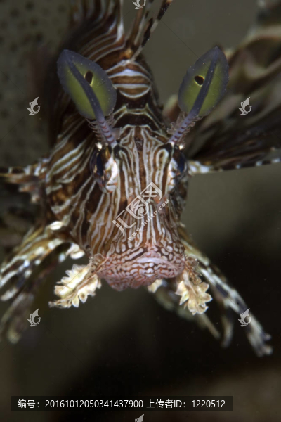 獅子魚
