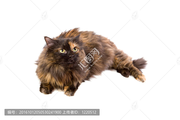 國內斑點貓尋找白色孤立