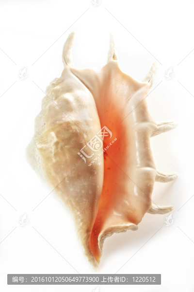 貝殼的特寫與陰影