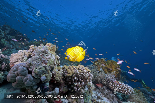 蝴蝶魚(yú)；海洋和珊瑚